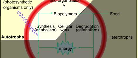 Ugljikohidrate koriste ćelije kako