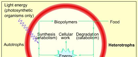 Heterotrofi ne mogu stvarati njihove gradbene