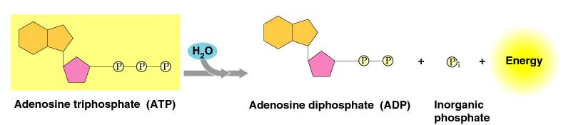 Energija oslobođena iz ATP kroz gubitak fosfatne grupe