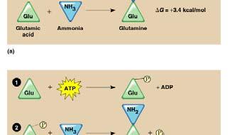 Hidrolizom ATP stvara se anorganski fosfat koji se veže za