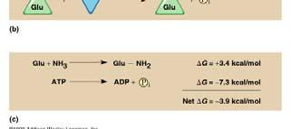 ATP? Fosforilacija je proces kada ATP prenosi fosfat na