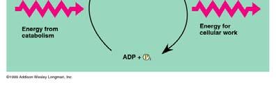 Povezivanje eksergonih i endergonih reakcija 33 Regeneracija ATP-a ATP gubi energiju u procesu fosforilacije međuprodukta, oslobađajući energiju