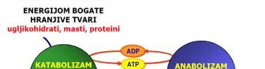 Osnovna uloga metabolizma Obezbjeđenje i potrošnja enegije Sinteza molekula za izgradnju staničnih