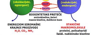 Odstranjivanje otpadnih produkata 3 Metabolizam je definisan kao suma svih hemijskih reakcija koje