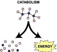 Katabolizam je skupina metaboličkih procesa koji razgrađuju velike složene molekule.
