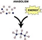 koriste i za dobivanje energije. 9 Anabolizam je niz metaboličkih proces izgradnje složenih molekula, za koje se troše prekursori i energija nastala katabolizmom.