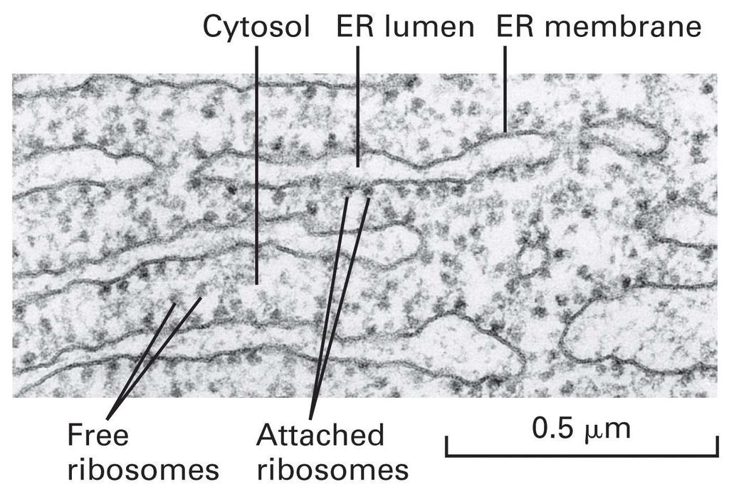 Slobodni i ribozomi vezani za membrane endoplazmatičnog retikuluma Iako je primarna struktura svih rrk poznata, teško je predvideti njihovu sekundarnu strukturu zato što su molekuli rrk relativno