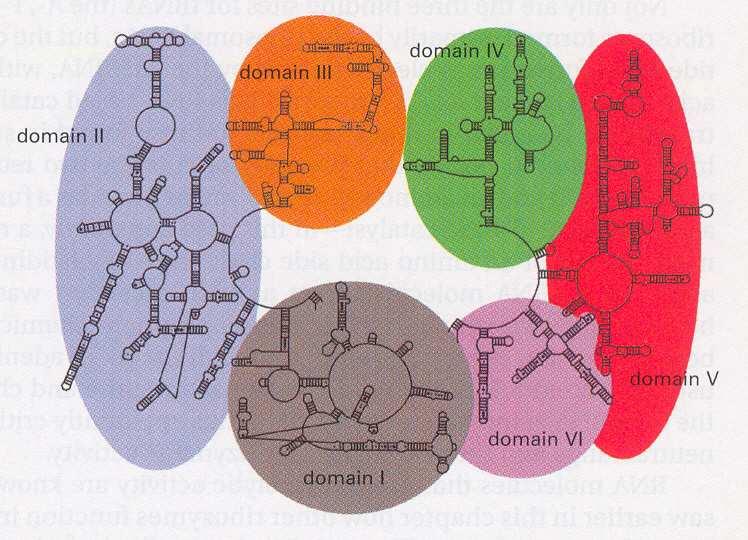 Ovaj model sekundarne strukture odnosi se na strukturu slobodne 16S rrk u rastvoru, ne uzimajući u obzir interakcije sa ribozomskim proteinima koje mogu da utiču na sparivanje baza u pojedinim