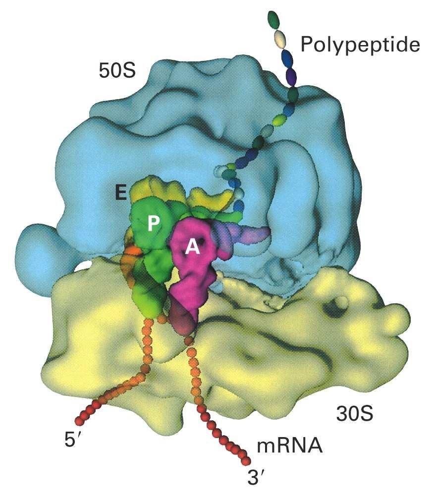Slika 13. Model strukture 70S ribozoma bakterije E. coli. Biogeneza ribozoma Ribozomi čine čak 40 50% ćelijske mase bakterijske ćelije.