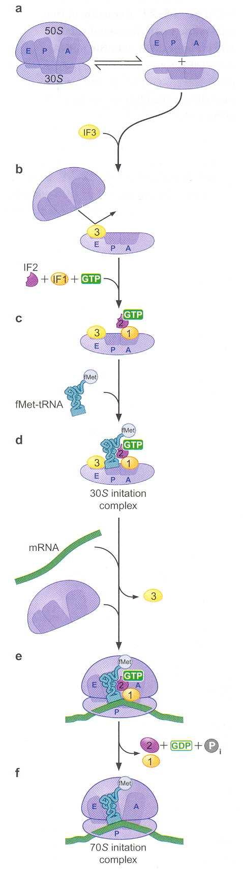 Slika 21. Inicijacija translacije kod prokariota. Met Vezivanje fmet-trk f za START kodon prouzrokuje konformacionu promenu male subjedinice ribozoma, usled koje dolazi do disocijacije IF3.