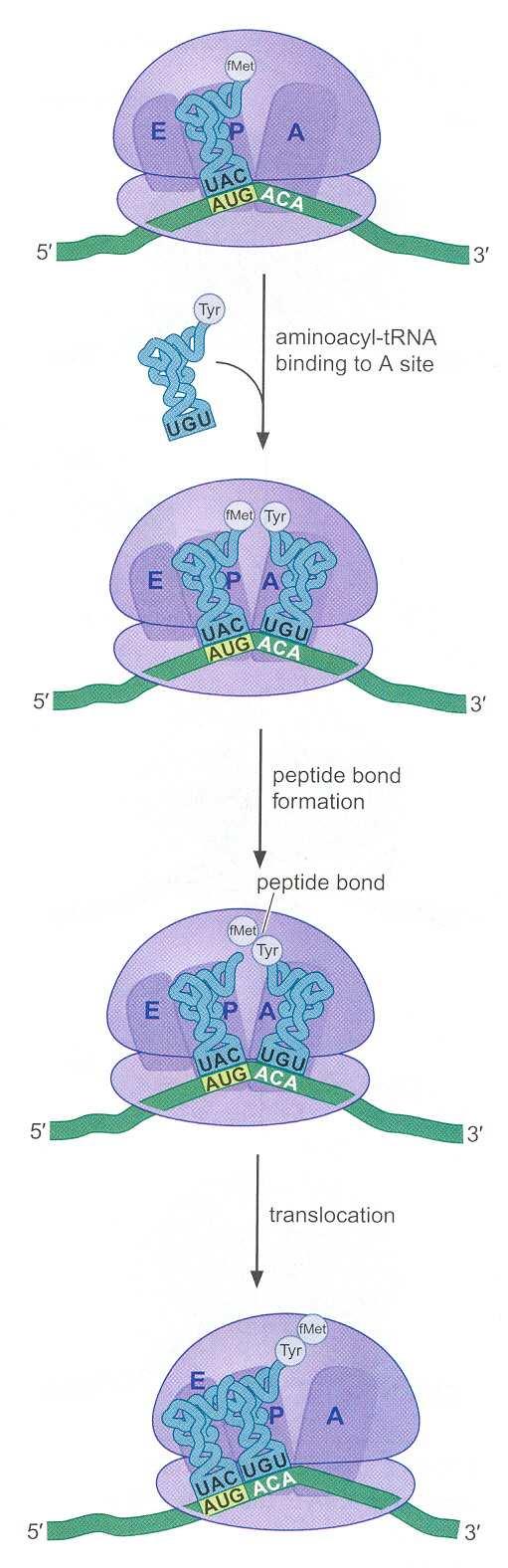a na P mestu se nalazi inicijatorska trk koja nosi metionin, odnosno formilmetionin. Tada počinje druga faza translacije elongacija polipeptidnog lanca.