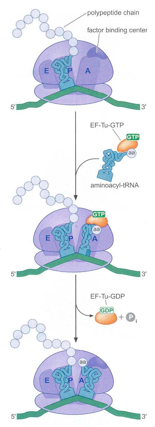 EF-T se sastoji od dve komponente, od koji je jedna termostabilna (EF-Ts), a druga termolabilna (EF-Tu). EF-Tu vezuje GTP i aminoacil-trk gradeći ternarni kompleks: aminoacil-trk*ef-tu*gtp.
