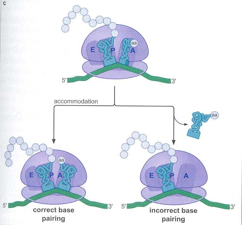 može da vezuje aminoacil-trk. Eukariotski faktor elongacije, eef1, sastoji se od dve subjedinice od kojih jedna ima ulogu kao EF-Tu, a druga kao EF-Ts.