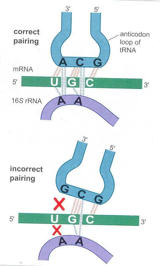 Treći mehanizam koji obezbeñuje tačno sparivanje kodon-antikodon povezan je sa procesom akomodacije.