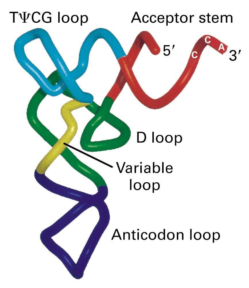 T krak (ili TψC krak) sadrži spiralizovani deo od 5 bp i petlju od 7 nukleotida, meñu kojima se nalazi triplet TψC po kome je ovaj krak i dobio ime.