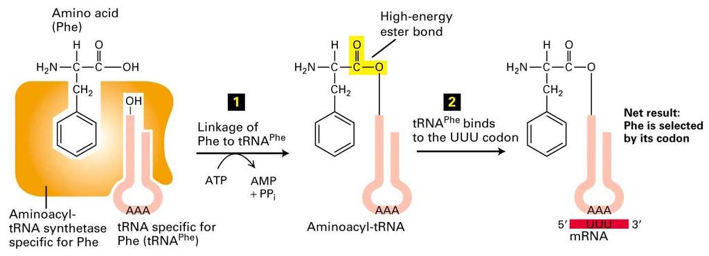 Aktivacija aminokiselina Transportne RK su ključni molekuli u procesu translacije.