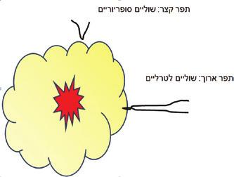 במה ביטאון לעובדי בריאות בנושא מחלת הסרטן והשלכותיה שאלת השוליים בניתוח משמר שד ד"ר תניר אלוייס כירורגית שד, מנהלת המרכז לבריאות השד ע"ש שרה מרקוביץ', המרכז הרפואי קפלן, רחובות מבוא טיפול מקומי בסרטן