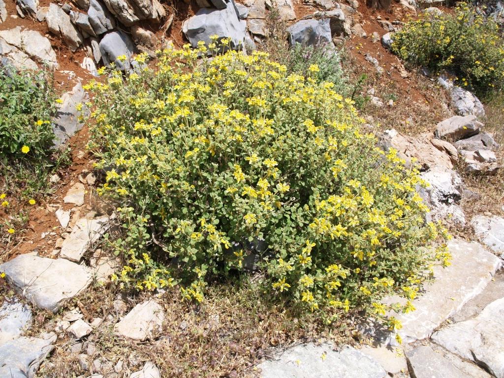 Μικραγκαραθιά