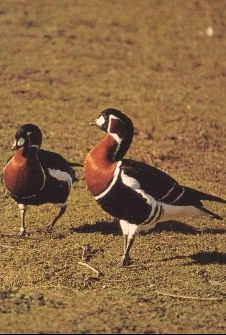 ruficollis