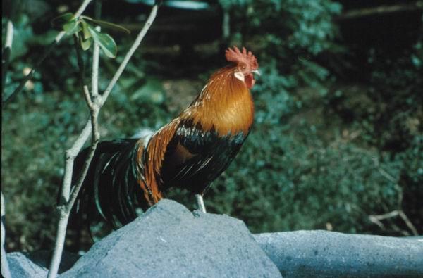 Gallus