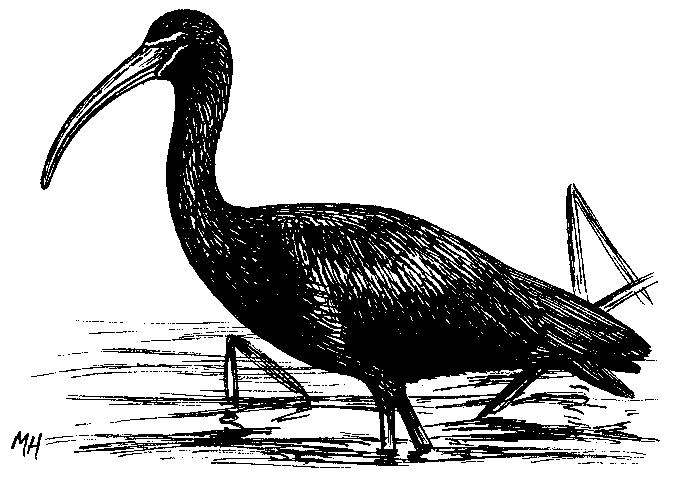 ΠΕΛΑΡΓΟΜΟΡΦΑ Ciconiiformes Ερωδιοί, Ίβιδες Πελαργοί, Μαραμπού Υδροβατικά είδη προσαρμοσμένα να ζουν κοντά στο νερό, όπου τρέφονται κυρίως με αμφίβια και ψάρια αλλά υπάρχουν εντομοφάγα και βενθοφάγα