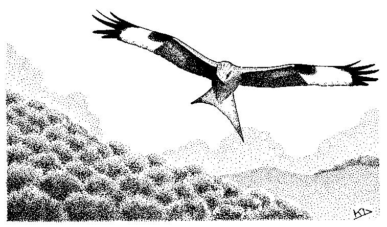 ΙΕΡΑΚΟΜΟΡΦΑ Falconiiformes ημερόβια αρπακτικά Σαρκοφάγα με γαμψά ισχυρά ράμφη, σαρκώδες κήρωμα στη θέση του ρουθουνιού και επίσης γαμψά νύχια στα δάκτυλα, και συχνά, εκτός από τα γεράκια, πούπουλα