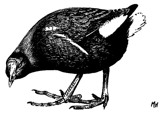 ΓΕΡΑΝΟΜΟΡΦΑ Gruiformes Γερανοί, Ωτίδες, Νερόκοτες, Φαλαρίδες, Ηλιοπούλια, Sunbittern Έχουν όλα επιμηκησμένη τραχεία.