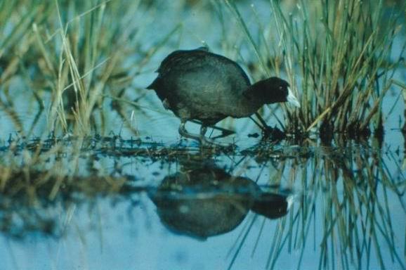 Φαλαρίδα Fulica