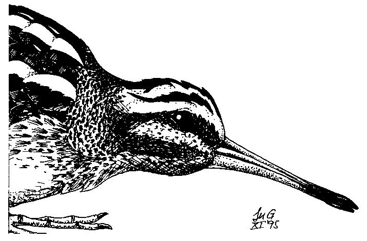 Α. Charadrii: κυρίως Χαραδριόμορφα Τζακάνας, Στρειδοφάγοι,