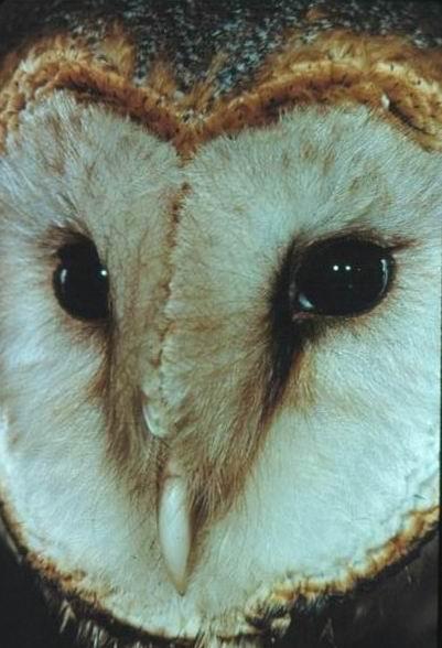 Tyto alba
