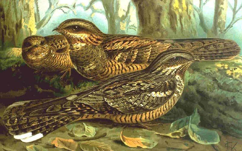 CAPRIMULGIFORMES