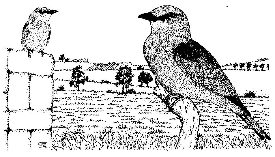 ΚΟΡΑΚΙΟΜΟΡΦΑ Coraciiformes Αλκυόνες, Βούκεροι, Μελισσοφάγοι,