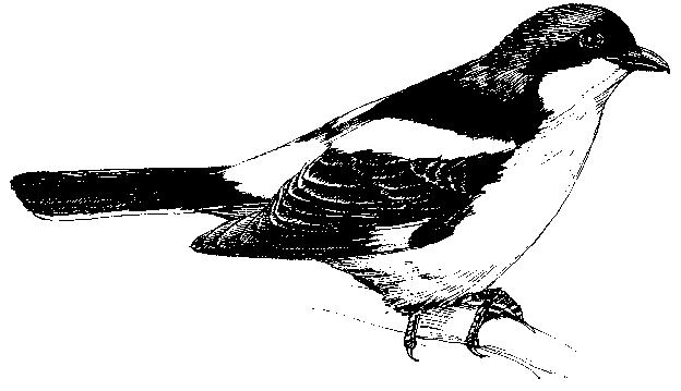 Alaudidae Κορυδαλλοί Hirundinidae Χελιδόνια Προσαρμοσμέ να για εντομοφαγία σε πτήση: μακρές οξύληκτες φτερούγες Κυρίως εδαφόβια