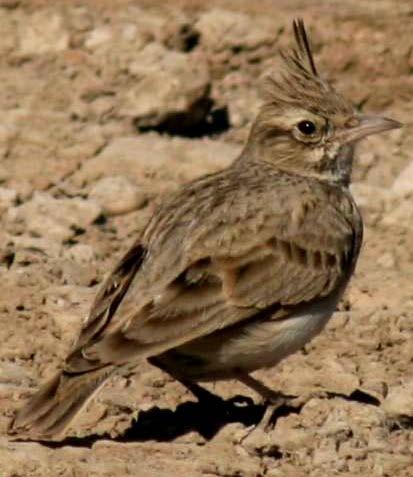 Alaudidae