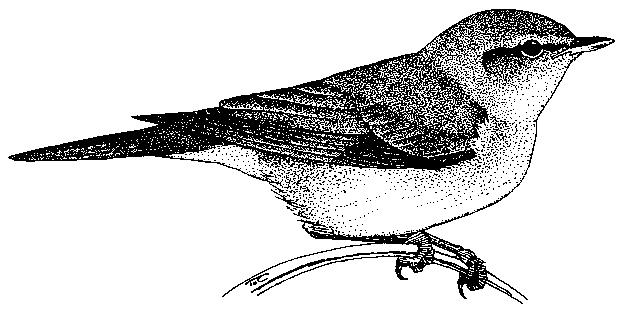 Muscicapidae ράμφη μικρά και λεπτά, προσαρμοσμένα στην εντομοφαγία, ταρσοί με