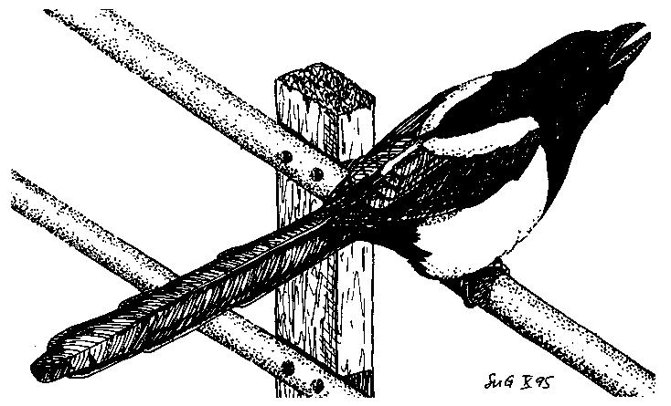 Fringillidae Σπίζες Σπίνος, Καρδερίνα,