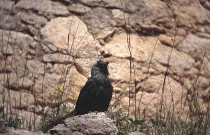 Corvidae