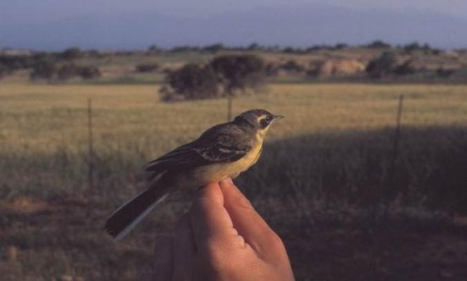 Motacillidae