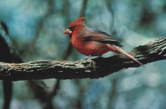 Emberizidae