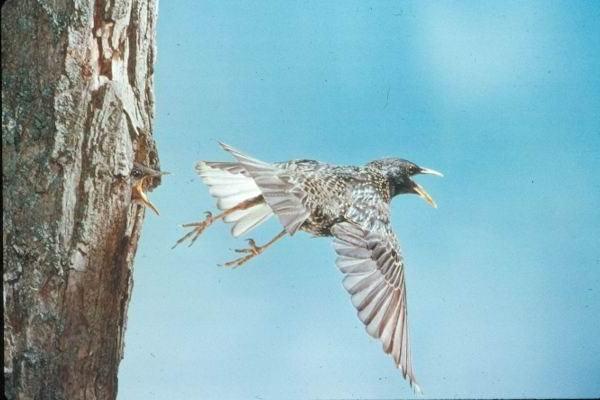 Sturnus
