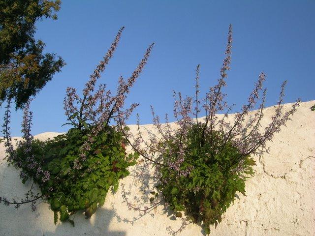 Πετρομαρούλα