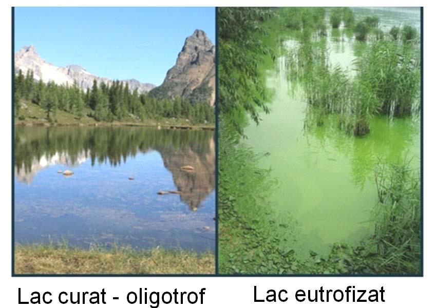 planctonul este puţin dezvoltat, şi permit pătrunderea luminii până la adâncimi mari. Oligotrofia se întâlneşte în special la lacurile alpine.