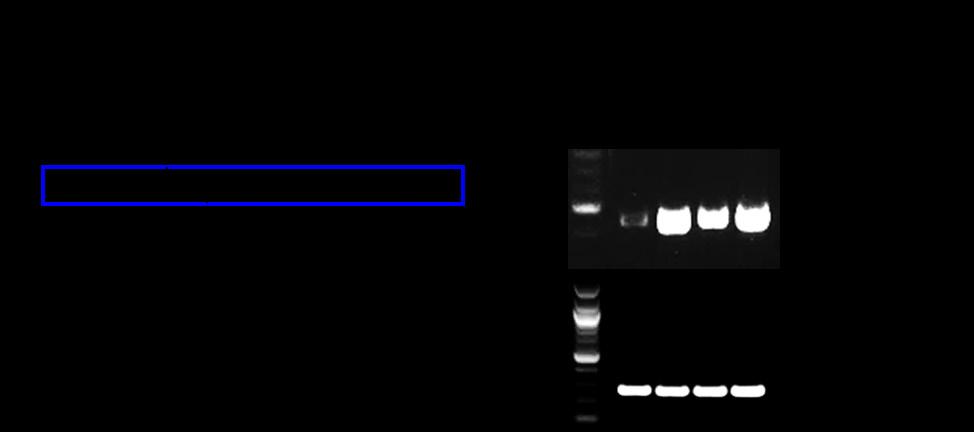 Supplementary Figure 13: Analysis of Agrin z transcript expression in HCC cell lines.