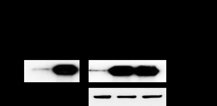 Supplementary Figure 3: Cell surface expression of Agrin in HCC cell lines.