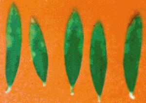 Συνηθέστερες τροφοπενίες http://www.teilar.gr/schools/steg/agriculture/lessons/lessons_online/int.