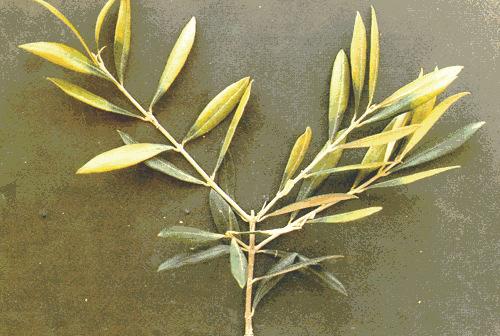 Συνηθέστερες τροφοπενίες http://www.teilar.gr/schools/steg/agriculture/lessons/lessons_online/int.