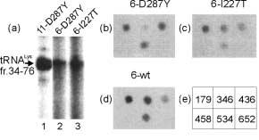 ל trna Glu ול trna Lys דומה והאות ל trna Asn חלש בהשוואה (תמונה 3.9, פאנל b). לעומת זאת,I227T בעל רמת הפעילות הדומה (תמונה 3.