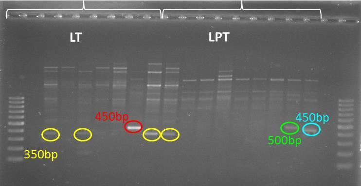 איור מספר 1: תוצרי AP-PCR עם הפרימר OPA7 עבור תבדידי LT ו -.LPT התוצרים בגדלים שונים מסומנים בעיגולים בצבעים הבאים, כחול= 450 בסיסים, ירוק= 500 בסיסים, אדום= 450 בסיסים וצהוב = 350 בסיסים.