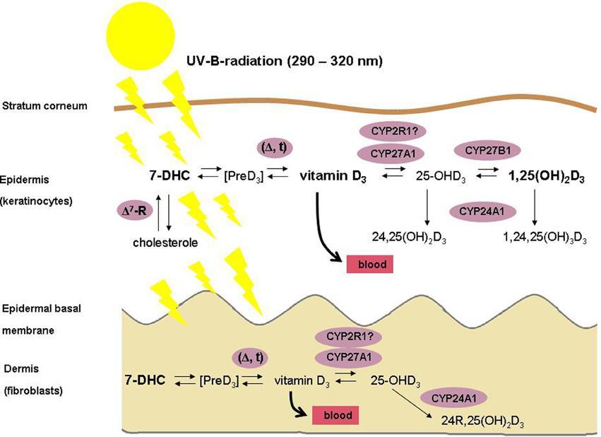 Vitamina D și pielea Posedă setul de hidroxilaze CYP27A1, CYP 2R,CYP27B1 pentru sinteza formelor