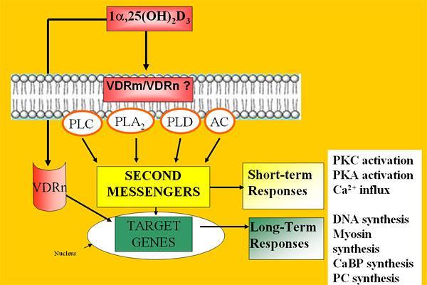 Vitamina D și țesutul muscular Poate fi produsă local, celula musculară posedă CYP27B1; Modelează funcția prin: VDRnucleari transcripția genelor sinteza proteinelor; VDRmembranari - efect nongenomic